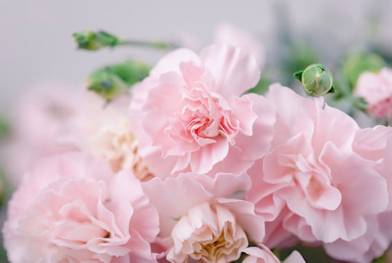 La France Carnation Flower Seeds Light Pink Chabaud | Etsy