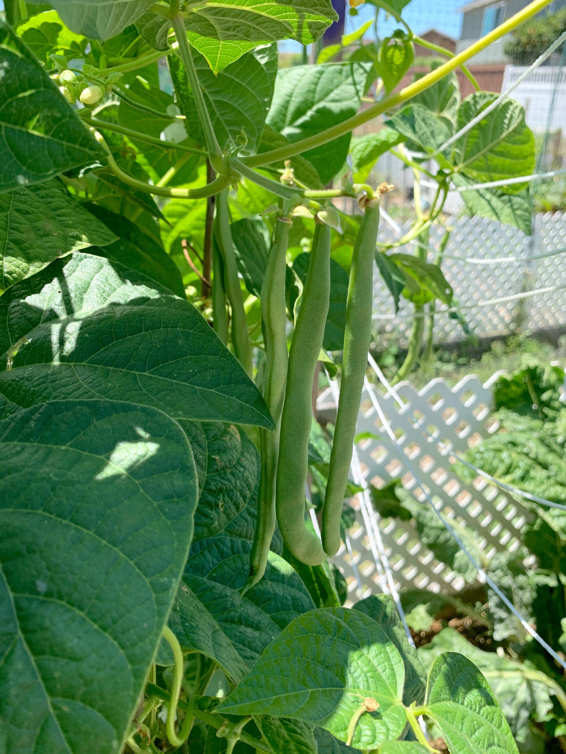 Kentucky Wonder Pole Bean Seeds Long Green Beans 50 Seeds // Etsy