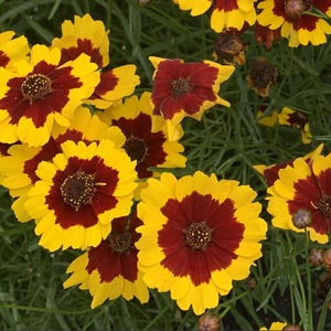 May include: A close-up of a cluster of yellow and red flowers with a brown center. The flowers have a yellow outer ring and a red inner ring. The flowers are in focus, while the green leaves and stems are blurred in the background.