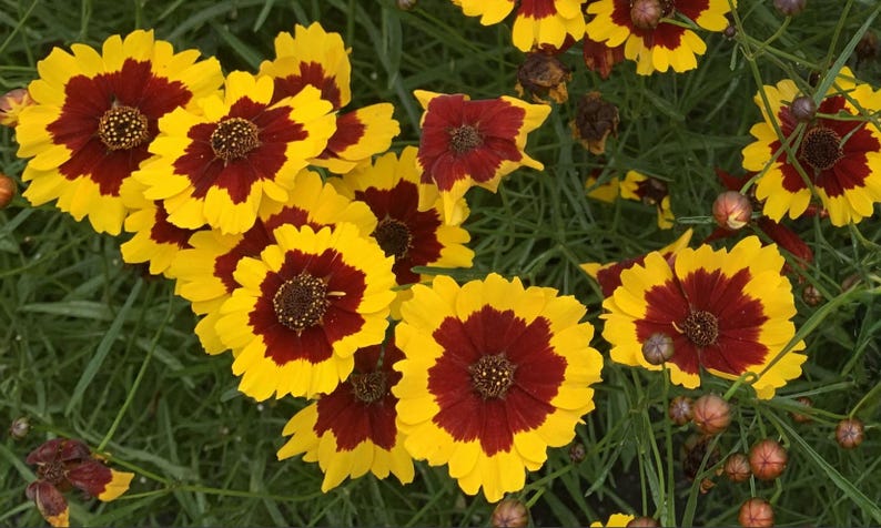 May include: A close-up of a cluster of yellow and red flowers with a brown center. The flowers have a yellow outer ring and a red inner ring. The flowers are in focus, while the green leaves and stems are blurred in the background.