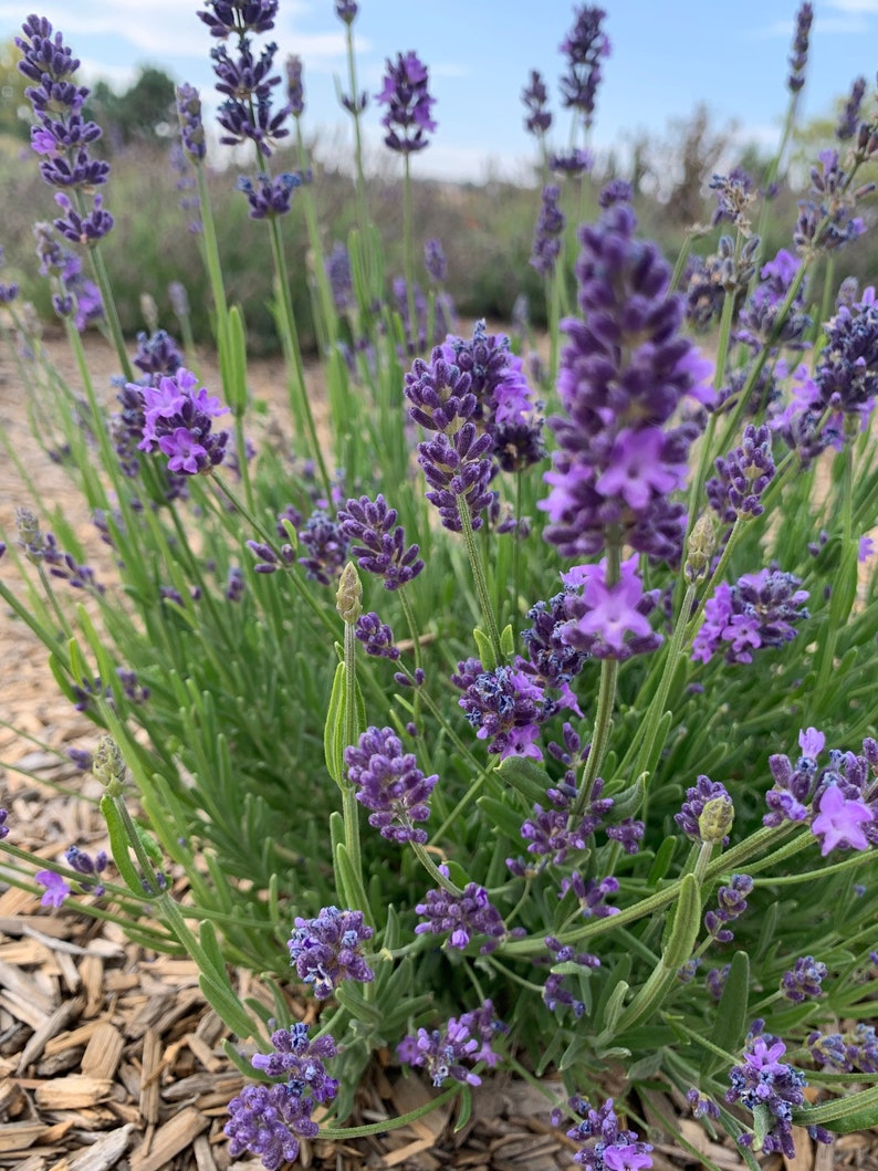 English Lavender Seeds 500 True Lavender Seeds // NonGMO Etsy
