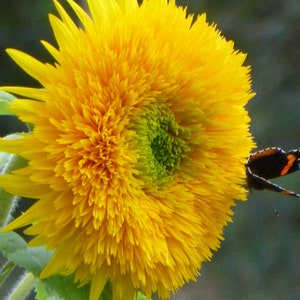 Dwarf Sungold Sunflower Seeds, Yellow Dwarf Teddy Bear Sunflowers, 50 Seeds // Non-GMO, helianthus annuus