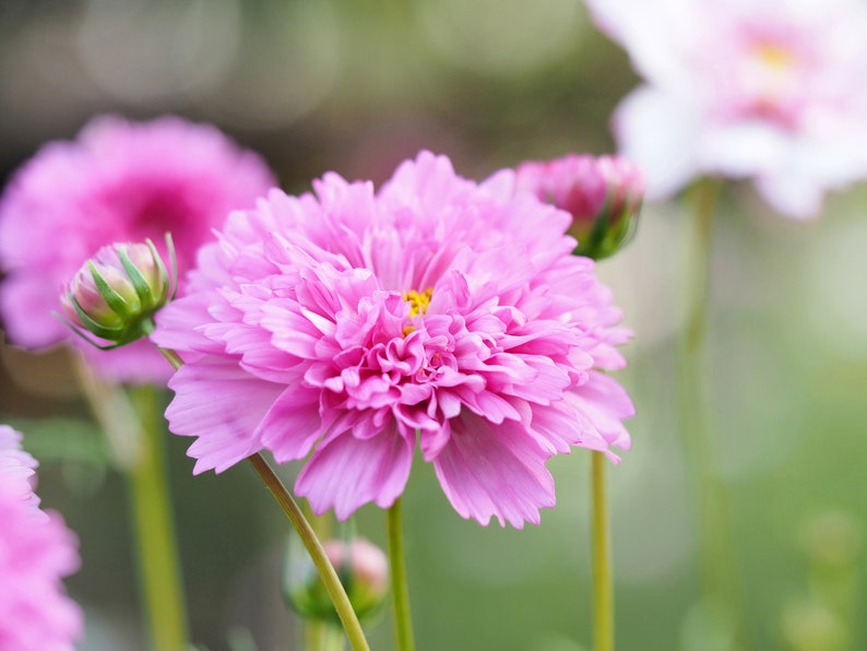 May include: A close-up of a pink cosmos flower in bloom. The flower has a ruffled appearance and is surrounded by green foliage.