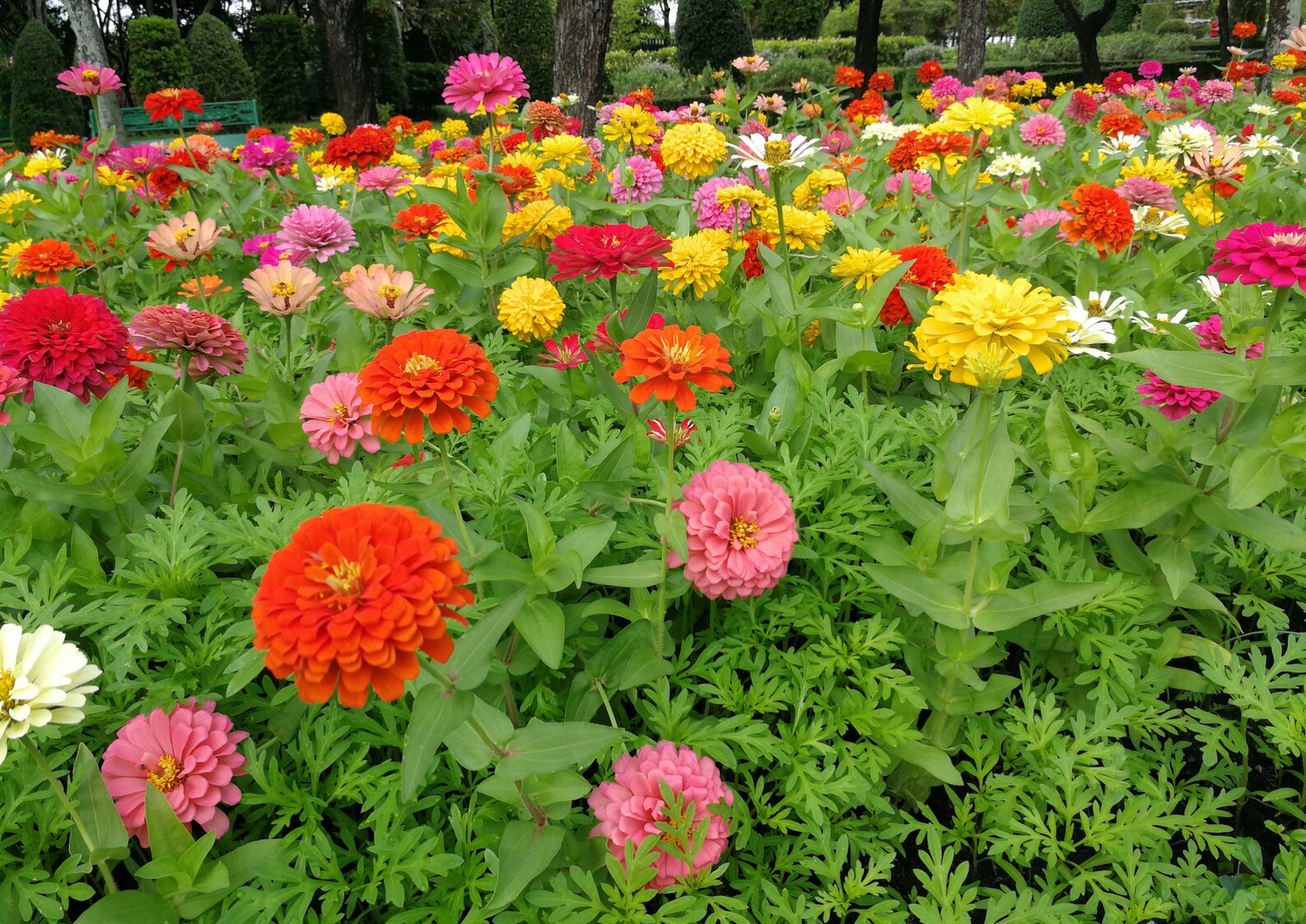 State Fair Zinnia Seeds Mixed Colors Zinnias 300 Seeds // Etsy