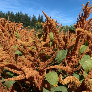 Organic Hot Biscuits Amaranth Seeds, 500 Seeds // Organic, Open Pollinated, amaranthus caudatus