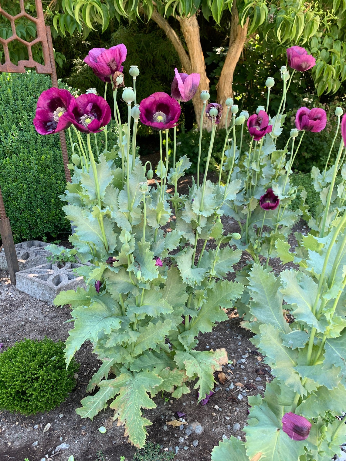 Laurens Grape Poppy Seeds Large Purple Poppies Poppy Flower Etsy