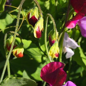 May include: Close-up of a cluster of vibrant pink, purple, and red sweet pea blossoms. The flowers are in various stages of bloom, with some fully open and others still in bud. The flowers are growing on a vine with green leaves.