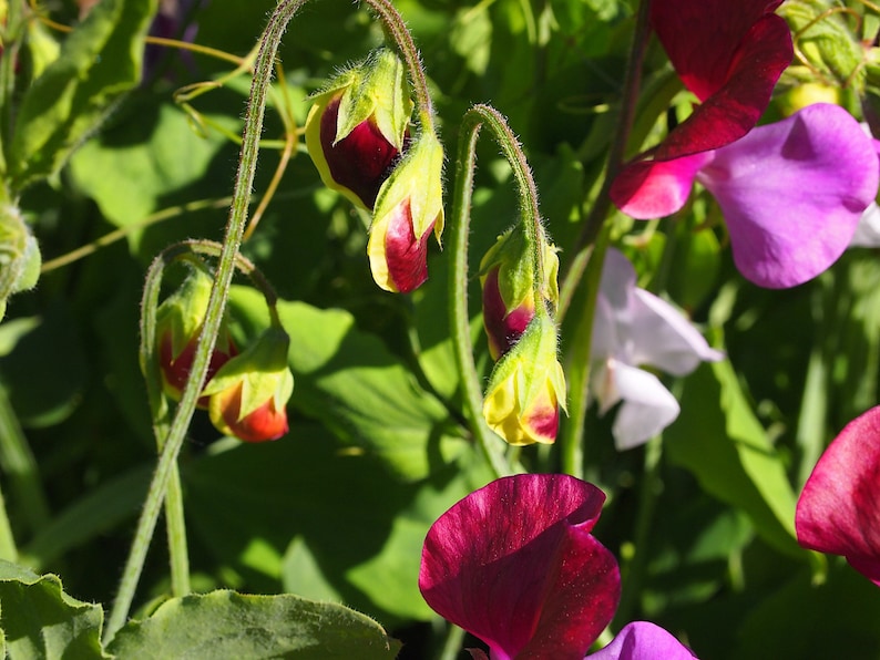 May include: Close-up of a cluster of vibrant pink, purple, and red sweet pea blossoms. The flowers are in various stages of bloom, with some fully open and others still in bud. The flowers are growing on a vine with green leaves.