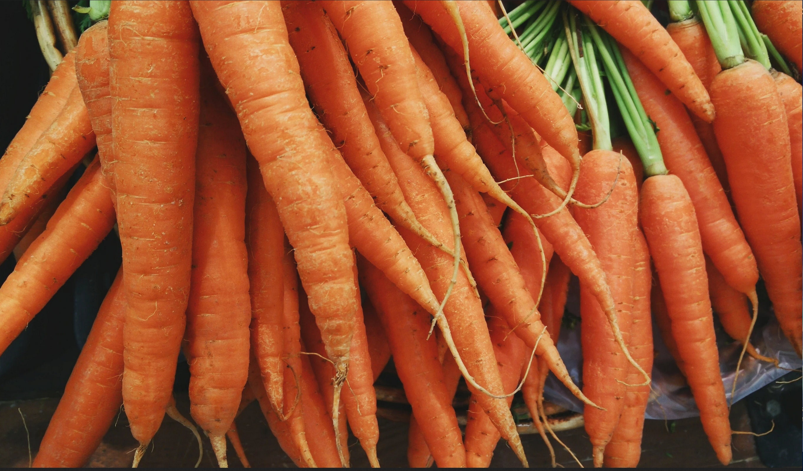 Tendersweet Carrot Seeds 1000 seeds carrots // Heirloom Non Etsy