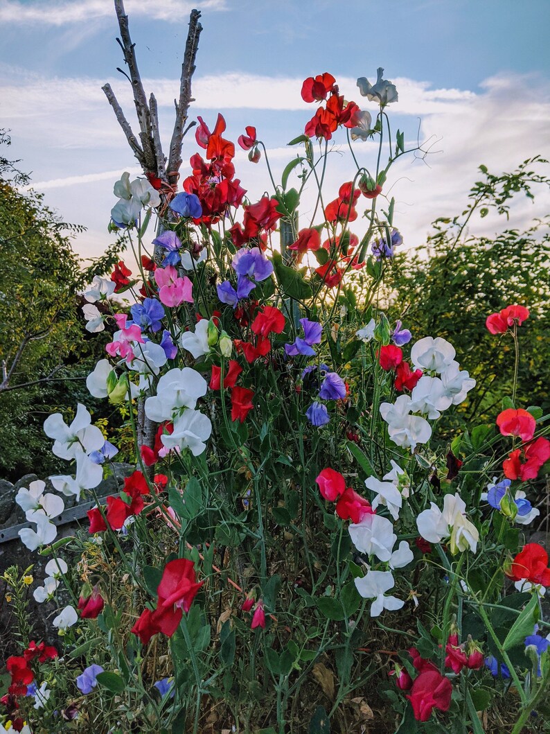 May include: A vibrant garden with a variety of colorful sweet pea flowers in shades of red, white, blue, and pink. The flowers are growing on a trellis made of branches.