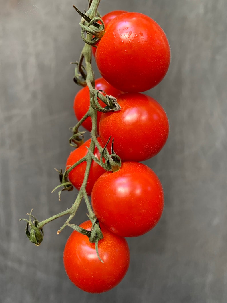 Large Red Cherry Tomato Seeds Indeterminate 350 Seeds // Etsy