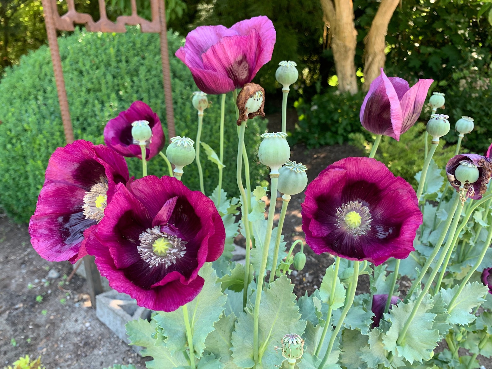 Laurens Grape Poppy Seeds Large Purple Poppies Poppy Flower | Etsy