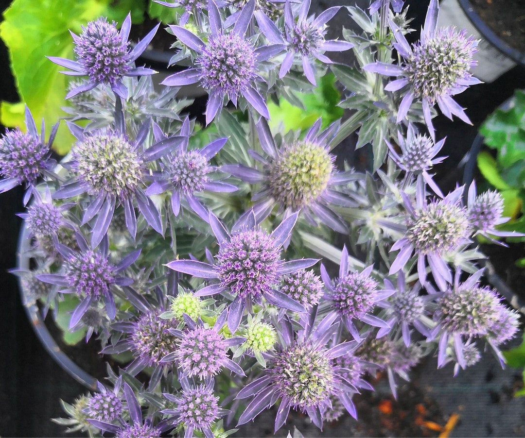 Eryngium 'blue Glitter' Seeds Sea Holly Blue Glitter Etsy
