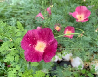Purple Gleam California Poppy Seeds, 1000 Count