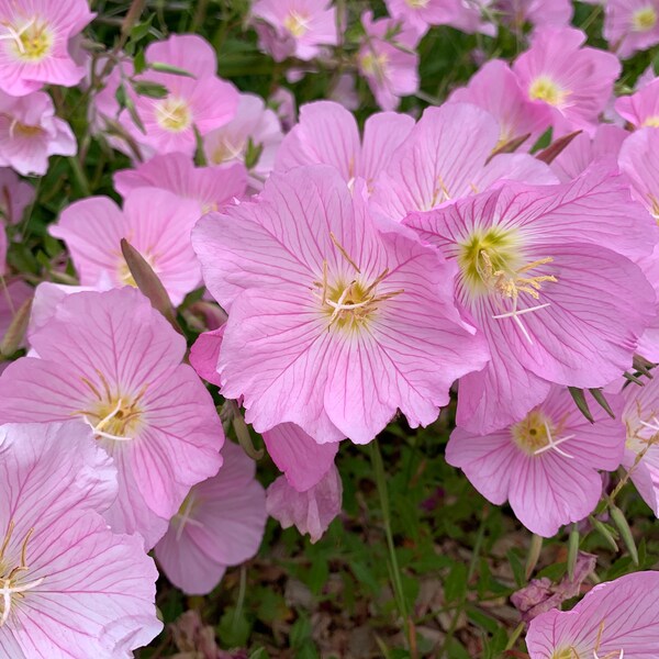 Showy Evening Primrose Seeds, Pinkladies, Pink Buttercups, Fragrant Wildflowers, 1000+ Seeds // Non-GMO, Oenothera speciosa