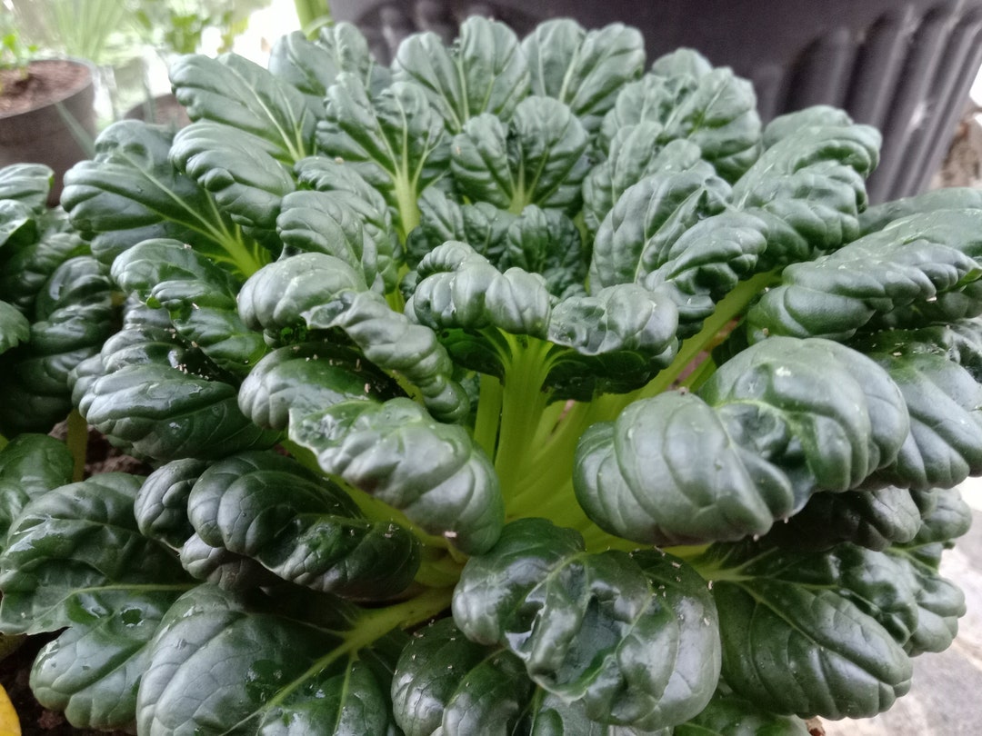 Tatsoi Herb Mustard Greens Seeds, Tat Choy, Sawi Pagoda, 1800 Seeds // Heirloom, Heb, Non GMO