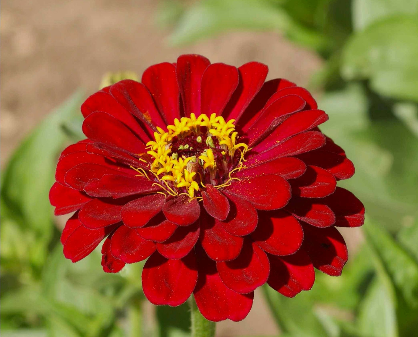 Berry Tart Zinnia Mix Zinnia Seeds Mixed Colors Zinnia Etsy
