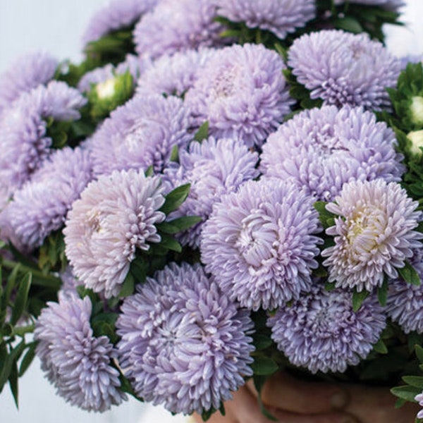 Lady Coral Lavender Aster Seeds, Pastel Lilac Purple Asters // Open Pollinated, Non-GMO, callistephus chinensis