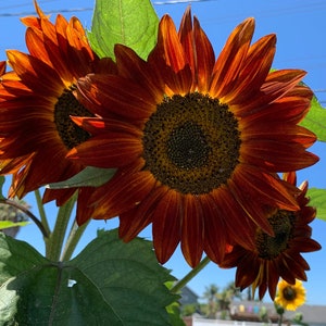 Red Sun Sunflower Seeds, Red Sunflowers // Non-GMO, helianthus annuus