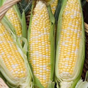 Peaches and Cream SE Corn Seeds // Hybrid, Non-GMO, Zea mays