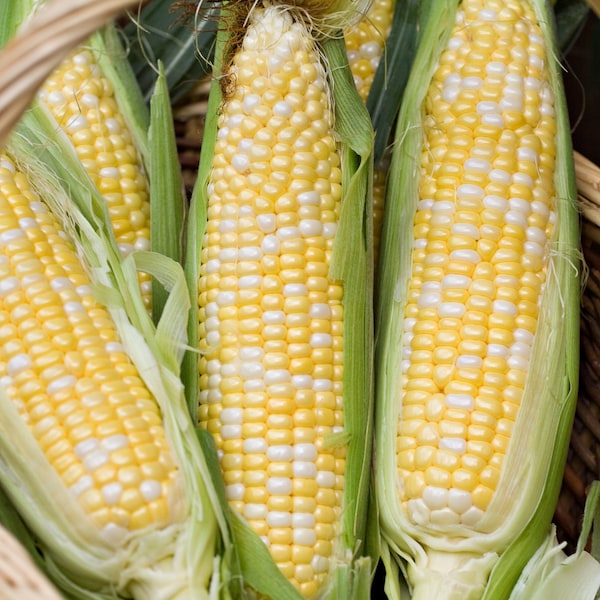 Peaches and Cream Etsy