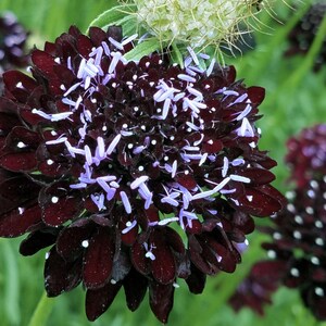Graines Sparky Vino Scabiosa biologiques // Biologique, pollinisation libre, sans OGM, Scabiosa atropurpurea