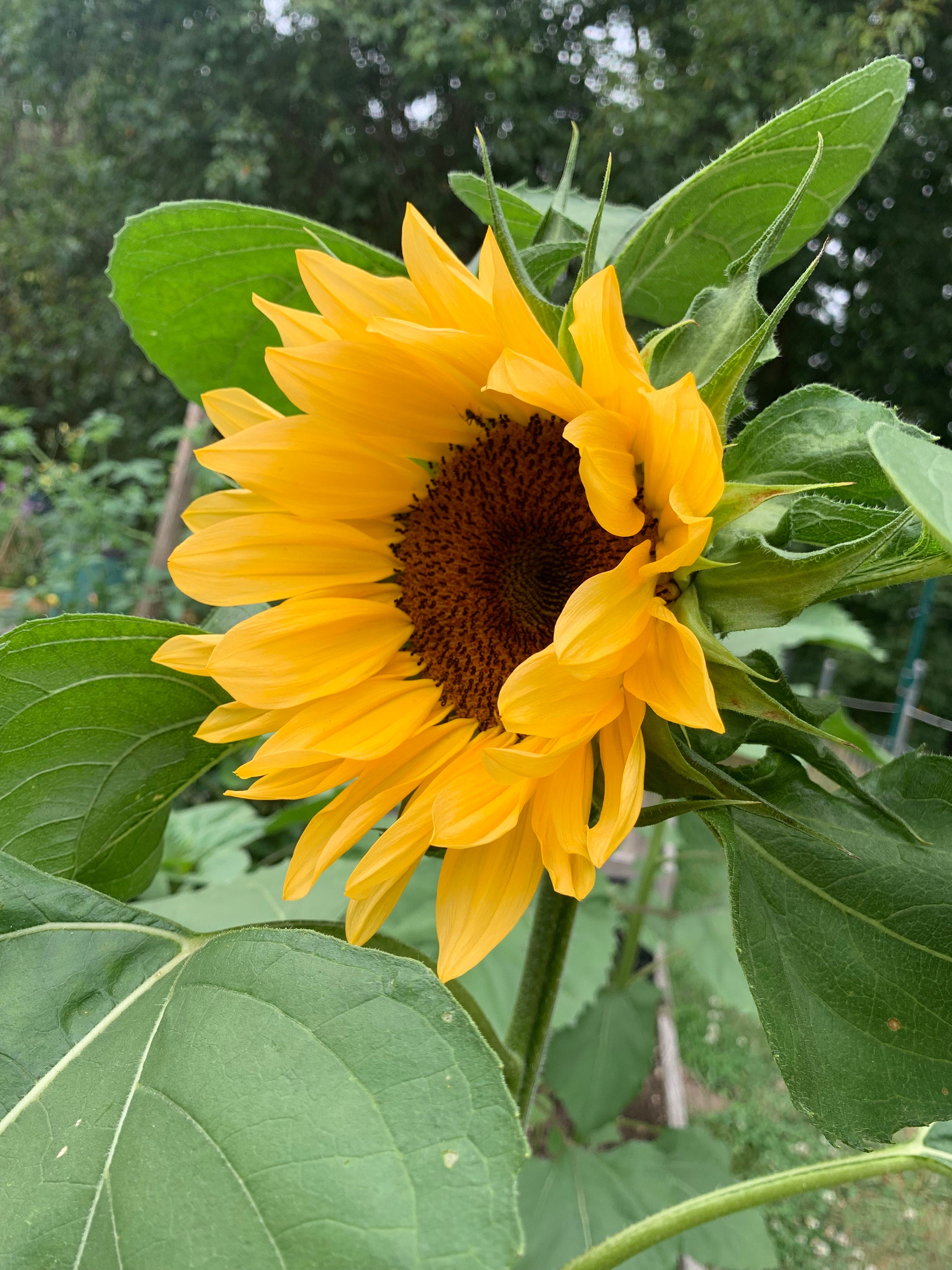 Procut® Peach F1 Sunflower Seeds, 25 Count, Single Stem Variety