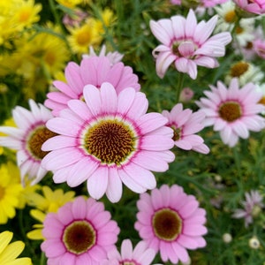 Painted Daisy Seeds, Tri-Color Chrisanthemums, Painted Daisies, 1000 Flower Seeds // Open Pollinated, Non-GMO, chrysanthemum carinatum