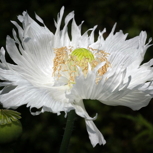 Organic Jimi's Snowflakes Poppy Seeds, White Somniferum Poppies, Poppy Flowers // Organic, Non-GMO, papaver somniferum