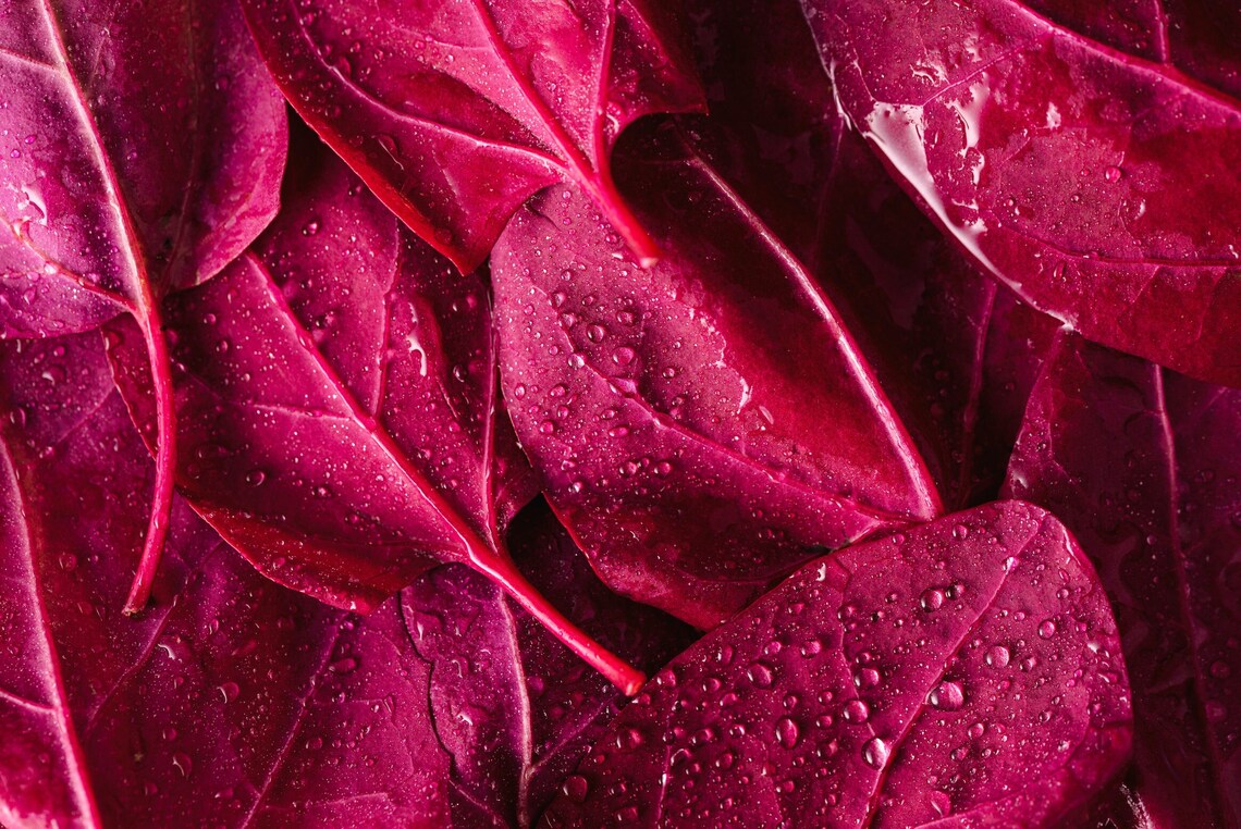 Organic Ruby Red Orach (Atriplex hortensis) – Annies Heirloom Seeds