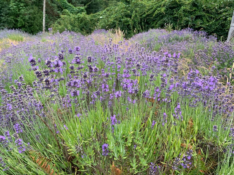 English Lavender Seeds 500 True Lavender Seeds // Nongmo Etsy