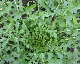 May include: A close-up view of a cluster of fresh green arugula leaves. The leaves are deeply lobed and have a slightly serrated edge.