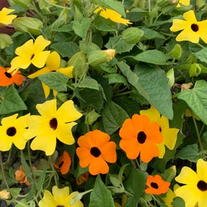 Thunbergia Alata Seeds, Black Eyed Susan Vine, Susie Mix, Orange, Yellow, White Flowers, 100 Seeds // Non-GMO, thunbergia alata