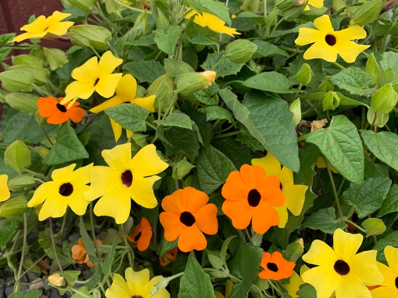 Thunbergia Alata Seeds, Black Eyed Susan Vine, Susie Mix, Orange, Yellow, White Flowers, 100 Seeds // Non-GMO, thunbergia alata image 1