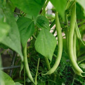 May include: Close-up of fresh green beans growing on a vine. The beans are long, slender, and a vibrant green color, with several leaves in the background. The image is well-lit, highlighting the texture and details of the beans and leaves.