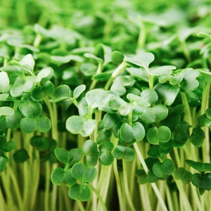 Broccoli Microgreens, Broccoli Microgreen Seeds, 9000 Seeds // Hydroponic or Soil, Non GMO, Brassica oleracea