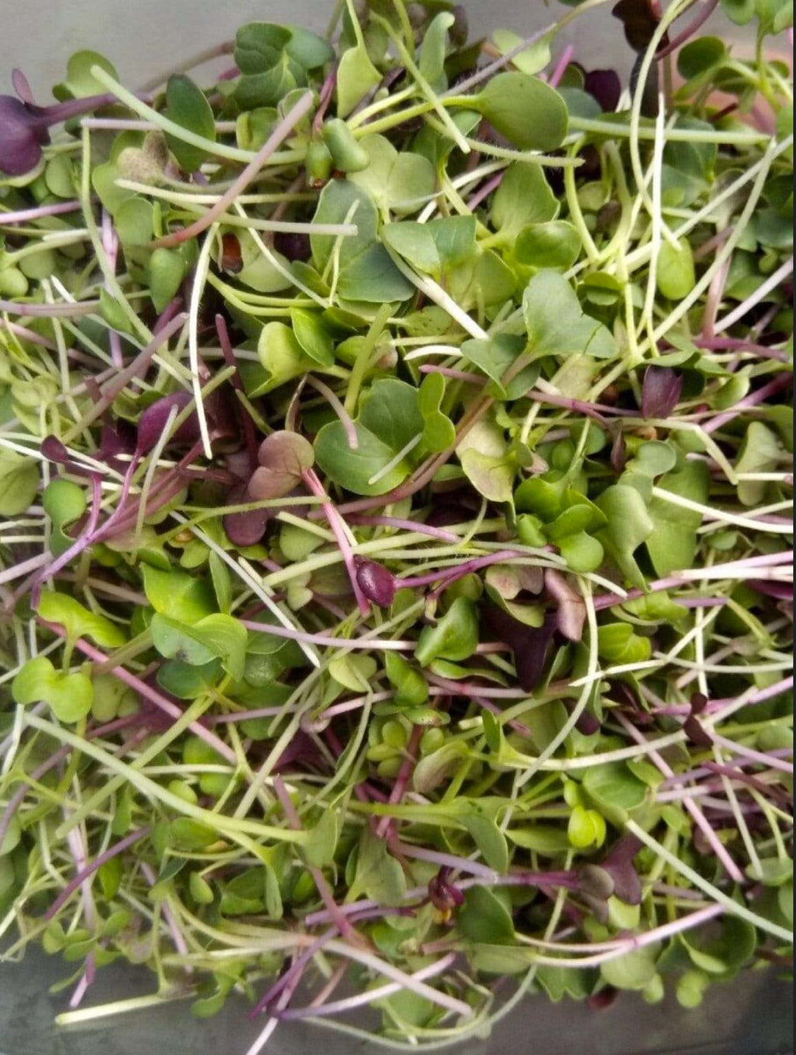 Spicy Salad Mix Microgreens 2000 Seeds // Hydroponic or Etsy