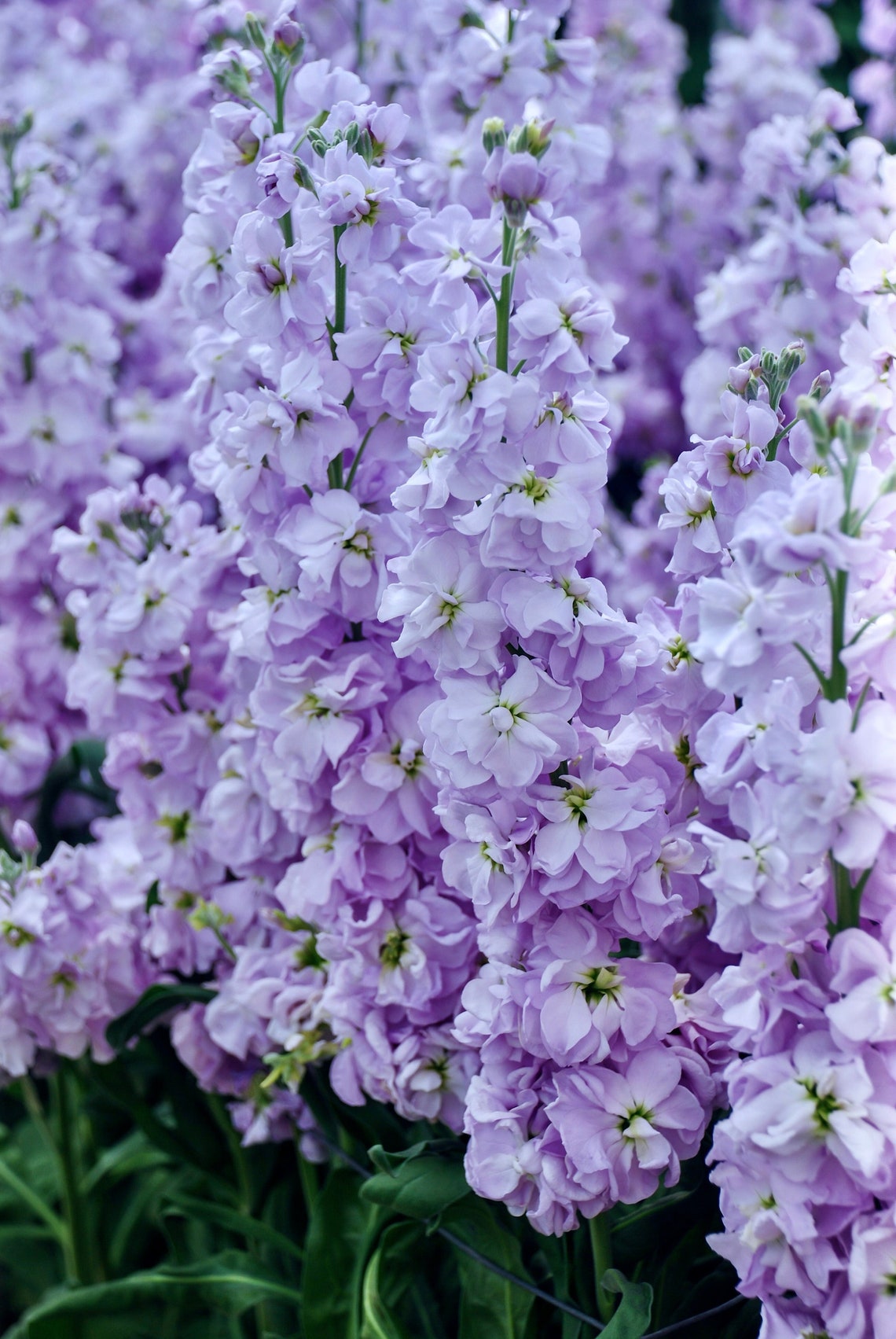 Stocks Katz Light Lavender Seeds