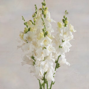 Chantilly™ White F1 Snapdragon Seeds // Non-GMO, Antirrhinum majus