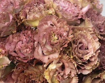 Rosanne 2 Terracotta (F1) Lisianthus Seeds, Eustoma Grandiflorum