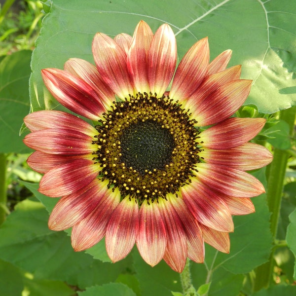 Gypsy Charmer Sunflower Seeds, Tricolor 4-6' Branching Sunflowers // Non-GMO, helianthus annuus