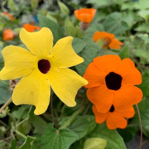 Thunbergia Alata Seeds, Black Eyed Susan Vine, Susie Mix, Orange, Yellow, White Flowers, 100 Seeds // Non-GMO, thunbergia alata image 4