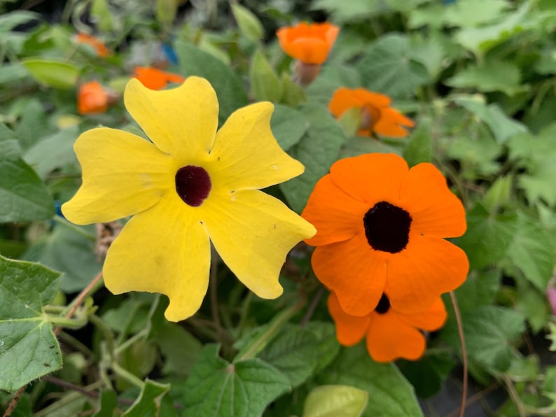 Thunbergia Alata Seeds, Black Eyed Susan Vine, Susie Mix, Orange, Yellow, White Flowers, 100 Seeds // Non-GMO, thunbergia alata image 4