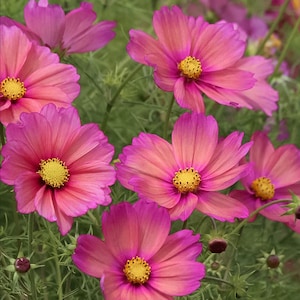 Xsenia Cosmos Seeds, Rose Pink Terracotta Cosmos Flowers // Open Pollinated, Non-GMO, Cosmos bipinnatus