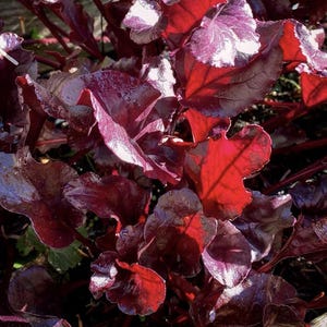 Bull's Blood Beet Seeds, Heirloom, Non GMO, Beta vulgaris