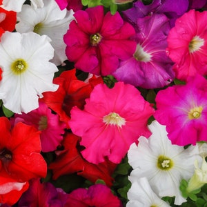 Mixed Petunia Seeds, Dwarf Petunias, Mixed Solid Colors, 1000 Seeds // Non-GMO, petunia nana compacta