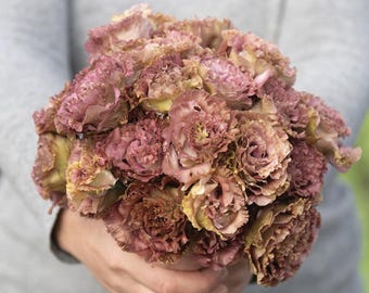Rosanne 2 Terracotta (F1) Lisianthus Seeds, Eustoma Grandiflorum