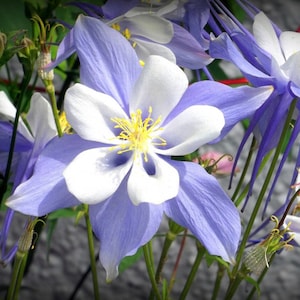 Blue Columbine Seeds, Blue Columbines, Columbine Flowers // Aquilegia caerulea