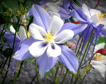 Blue Columbine Seeds, Blue Columbines, Columbine Flower, 100 Seeds // aquilegia caerulea