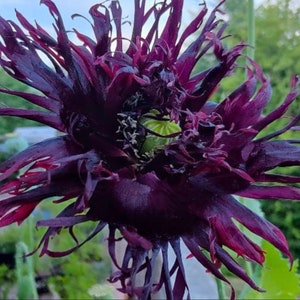 Organic Black Swan Poppy Seeds, Poppies, Poppy Flowers, 100 Seeds // Organic, Open Pollinated, Non-GMO, papaver somniferum